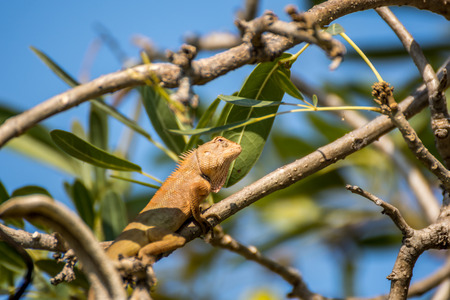 Lizard (Oriental garden lizard, Eastern garden lizard, Changeable lizard, Calotes mystaceus, Calotes...
