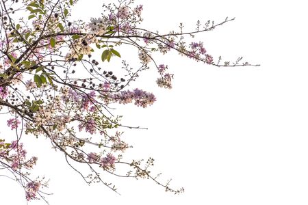 Tree green color isolated on white backgroundの写真素材