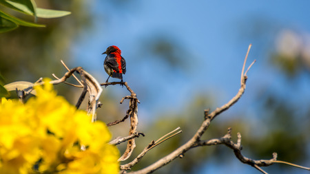 Bird (Scarlet-backed Flowerpecker, Dicaeum cruentatum) male black color with red streak down its back perched on a tree in the gardenの写真素材
