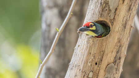 Bird (Coppersmith barbet, Crimson-breasted barbet, Coppersmith, Megalaima haemacephala) yellow color perched in hollow tree trunk in the gardenの写真素材