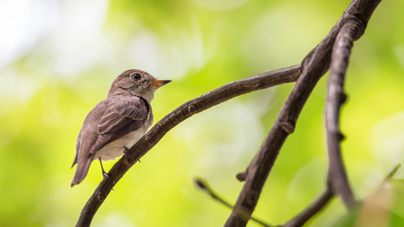 Bird (Asian brown flycatcher, Muscicapa dauurica, Siamensis) grey-brown color perched on a tree in the gardenの写真素材
