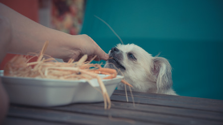 Dog so cute mixed breed with Shih-Tzu, Pomeranian and Poodle sitting at wooden table outdoor restaurant waiting to eat a prawn fried shrimp seasoning salt feed by people is a pet ownerの写真素材