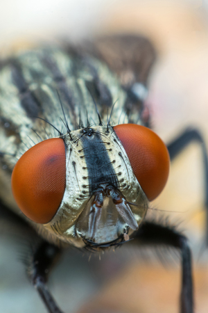 Macro of flies or fly insect close up on the leave in natureの写真素材