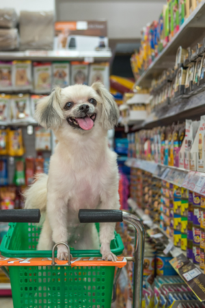 Bangkok, Thailand - April 8, 2017 : Dog so cute mixed breed with Shih-Tzu, Pomeranian and Poodle wait a pet owner for shop a pet food (Dog, Cat and other) on pet goods shelf in pet shop.のeditorial素材
