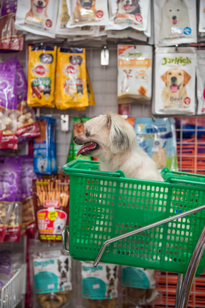 Bangkok, Thailand - April 8, 2017 : Dog so cute mixed breed with Shih-Tzu, Pomeranian and Poodle wait a pet owner for shop a pet food (Dog, Cat and other) on pet goods shelf in pet shop.のeditorial素材