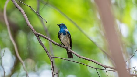 Bird (Blue-and-white Flycatcher, Japanese Flycatcher) male blue and white color perched on a tree in the garden risk of extinctionの写真素材