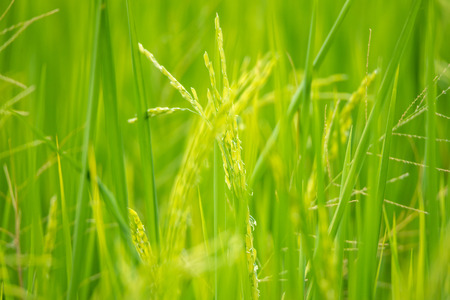 Nature of rice field on rice paddy green color lush growing is a agriculture in asiaの写真素材