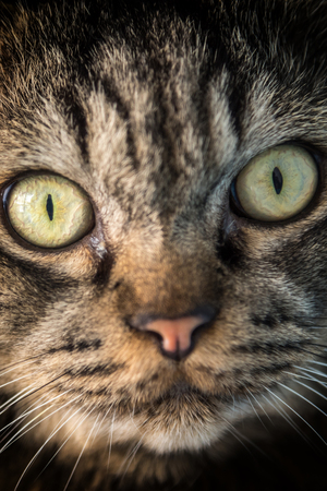Thai cute cat brown black color lying on floorの写真素材