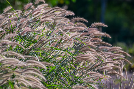 Nature of grass field and flower of grass on meadow green color lush with sunlight in parkの写真素材