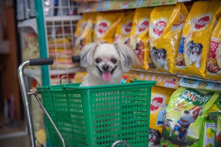 Bangkok, Thailand - April 8, 2017 : Dog so cute mixed breed with Shih-Tzu, Pomeranian and Poodle wait a pet owner for shop a pet food (Dog, Cat and other) on pet goods shelf in pet shop.のeditorial素材
