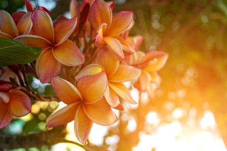 Flower (Plumeria flower) red, pink, orange and yellow color, Naturally beautiful flowers in the gardenの写真素材