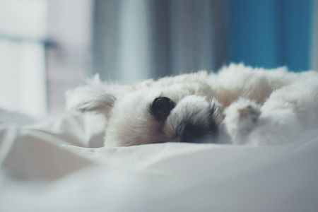 Sweet dog so cute mixed breed with Shih-Tzu; Pomeranian and Poodle sleep lies on a bed of white veilの写真素材