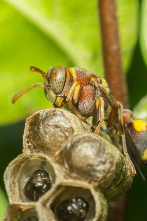 Macro of Hymenoptera is a large order of insects, comprising the sawflies, wasps, bees, and ants yellow and black color close up on the nest in natureの写真素材