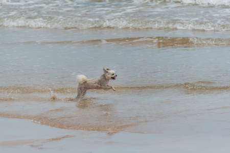 Dog so cute beige color mixed breed with Shih-Tzu; Pomeranian and Poodle running on beach with happy fun when travel at sea with beachの写真素材