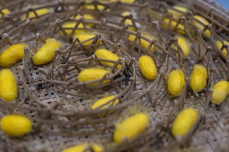 Silkworm is worm to creates a silk cocoon of yellow fibers use for weave of making Thai silk from cocoon use by homemade in Laos and Thailandの写真素材