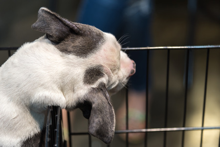 Puppy so cute sleeping alone in cage dog with sadness and lonelyの写真素材