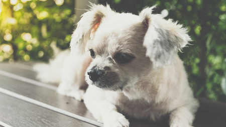 Dog so cute mixed breed with Shih-Tzu, Pomeranian and Poodle sitting on chair and looking at...