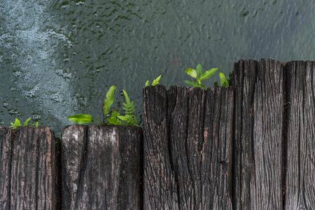 Fern or tree fern is a small green plant growth on wood with pond water in a wet environment garden, green and nature freshness conceptの写真素材