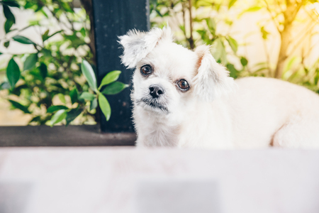 Dog so cute mixed breed with Shih-Tzu, Pomeranian and Poodle sitting on chair and looking at something with interest in cafe coffee shop or bakery ice-cream restaurantの写真素材