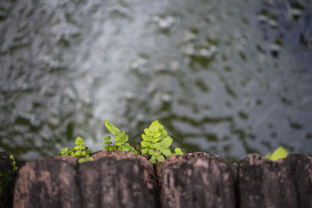 Fern or tree fern is a small green plant growth on wood with pond water in a wet environment garden, green and nature freshness conceptの写真素材