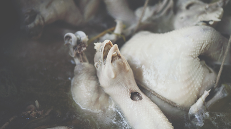 Boiled chicken in chicken soup for rice steamed (hainanese chicken rice) for sale at Thai street food market.の写真素材