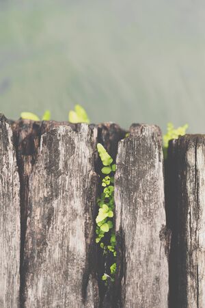 Fern or tree fern is a small green plant growth on wood with pond water in a wet environment garden, green and nature freshness conceptの写真素材
