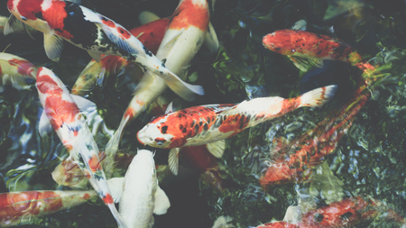 Carp fish or Fancy carp Japanese Koi or Koi fish called is a beautiful aquatic animal or aquatic pet in asia and Japaneseの写真素材