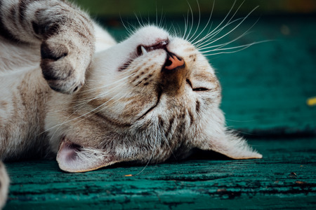 Cat is a animal type mammal and pet so cute gray color sleeping for relax on a outdoor green wooden chair at park with green natureの写真素材