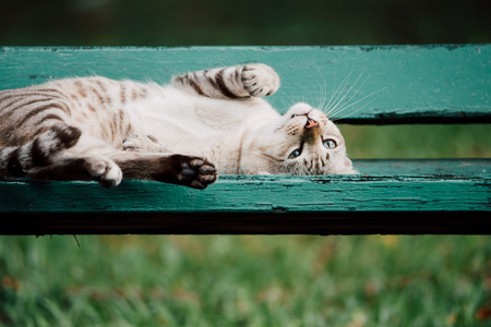 Cat is a animal type mammal and pet so cute gray color sleeping for relax on a outdoor green wooden chair at park with green natureの写真素材