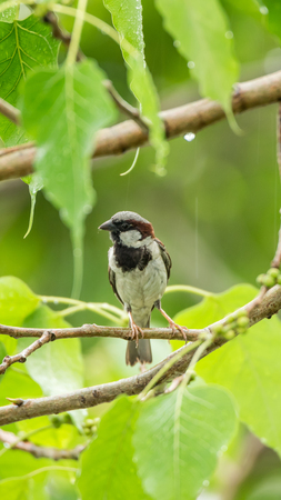 Bird (House Sparrow, Passer domesticus) males brighter black, white, and brown markings color perched on a tree in a nature wildの写真素材