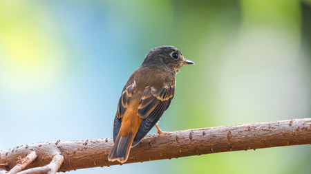 Bird (Ferruginous Flycatcher, Muscicapa ferruginea) brown sugar, orange and red color perched on a...
