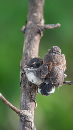 Two birds (Malaysian Pied Fantail, Rhipidura javanica) black and white color are couple, friends or brethren perched on a tree in a nature wildの写真素材