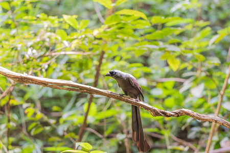 Bird (Racket-tailed Treepie, Crypsirina temia) velvety-black forehead of short, plush black feathers and oily green colour perched on a tree in a wildの写真素材