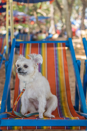 Dog so cute beige color mixed breed with Shih-Tzu, Pomeranian and Poodle sitting on beach chair or beach bed with happy relax when travel at sea with beachの写真素材