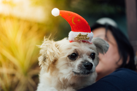 Sweet dog so cute mixed breed with Shih-Tzu, Pomeranian and Poodle looking something with santa claus hat in merry christmas and new yaer celebrationの写真素材