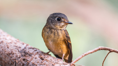 Bird (Ferruginous Flycatcher, Muscicapa ferruginea) brown sugar, orange and red color perched on a tree in a nature wild, Distribution Uncommonの写真素材