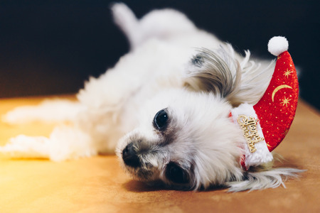 Sweet dog so cute mixed breed with Shih-Tzu, Pomeranian and Poodle looking something with santa claus hat in merry christmas and new year celebrationの写真素材