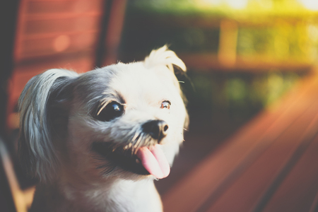 Dog so cute mixed breed with Shih-Tzu, Pomeranian and Poodle sitting on chair and looking at...