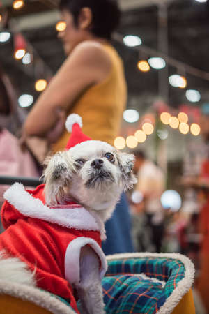 Sweet dog so cute mixed breed with Shih-Tzu, Pomeranian and Poodle looking something with santa...