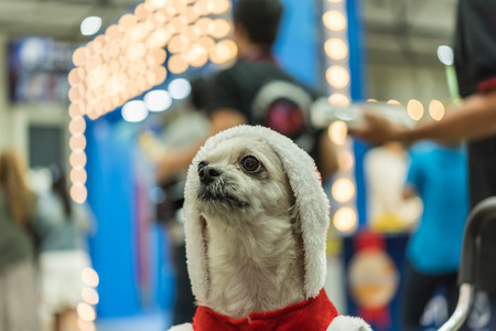 Sweet dog so cute mixed breed with Shih-Tzu, Pomeranian and Poodle looking something with santa claus dress and hat in merry christmas and new year celebration with light bokehの写真素材