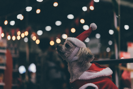 Sweet dog so cute mixed breed with Shih-Tzu, Pomeranian and Poodle looking something with santa claus dress and hat in merry christmas and new year celebration with light bokehの写真素材