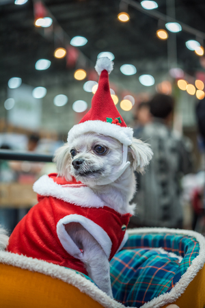 Sweet dog so cute mixed breed with Shih-Tzu, Pomeranian and Poodle looking something with santa claus dress and hat in merry christmas and new year celebration with light bokehの写真素材