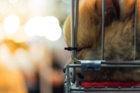 Puppy pomeranian breed so cute sleeping alone in cage dog with sadness and lonely in eyeの写真素材