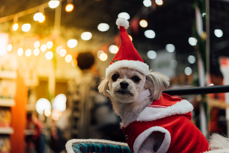 Sweet dog so cute mixed breed with Shih-Tzu, Pomeranian and Poodle looking something with santa claus dress and hat in merry christmas and new year celebration with light bokehの写真素材
