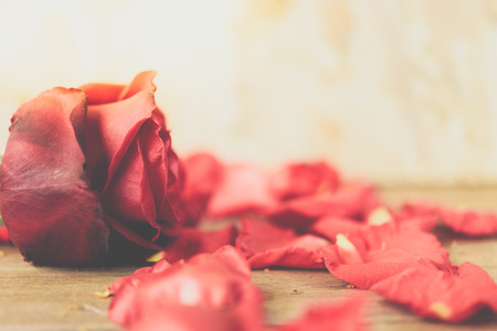 Red rose flower nature beautiful flowers from the garden and petal of red rose flower on wooden floor with copy space in Valentine's Day, Wedding or Romantic Love conceptの写真素材