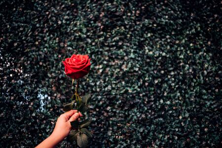 Red rose flower nature beautiful flowers from the garden and human hand holding red rose flower for give with copy space in Valentine's Day, Wedding or Romantic Love conceptの写真素材
