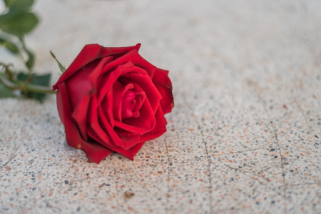 Red rose flower nature beautiful flowers from the garden on stone floor with copy space in Valentine's Day, Wedding or Romantic Love conceptの写真素材