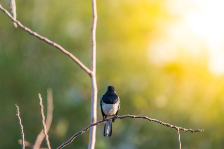 Bird (Oriental magpie-robin or Copsychus saularis) male black and white color perched on a tree in a nature wildの写真素材