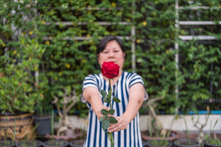 Red rose flower nature beautiful flowers from the garden and human hand holding red rose flower for give with copy space in Valentine's Day, Wedding or Romantic Love conceptの写真素材