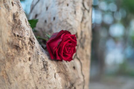 Red rose flower nature beautiful flowers from the garden for valentines on timber tree wood with copy space in Valentine's Day, Wedding or Romantic Love Valentine conceptの写真素材